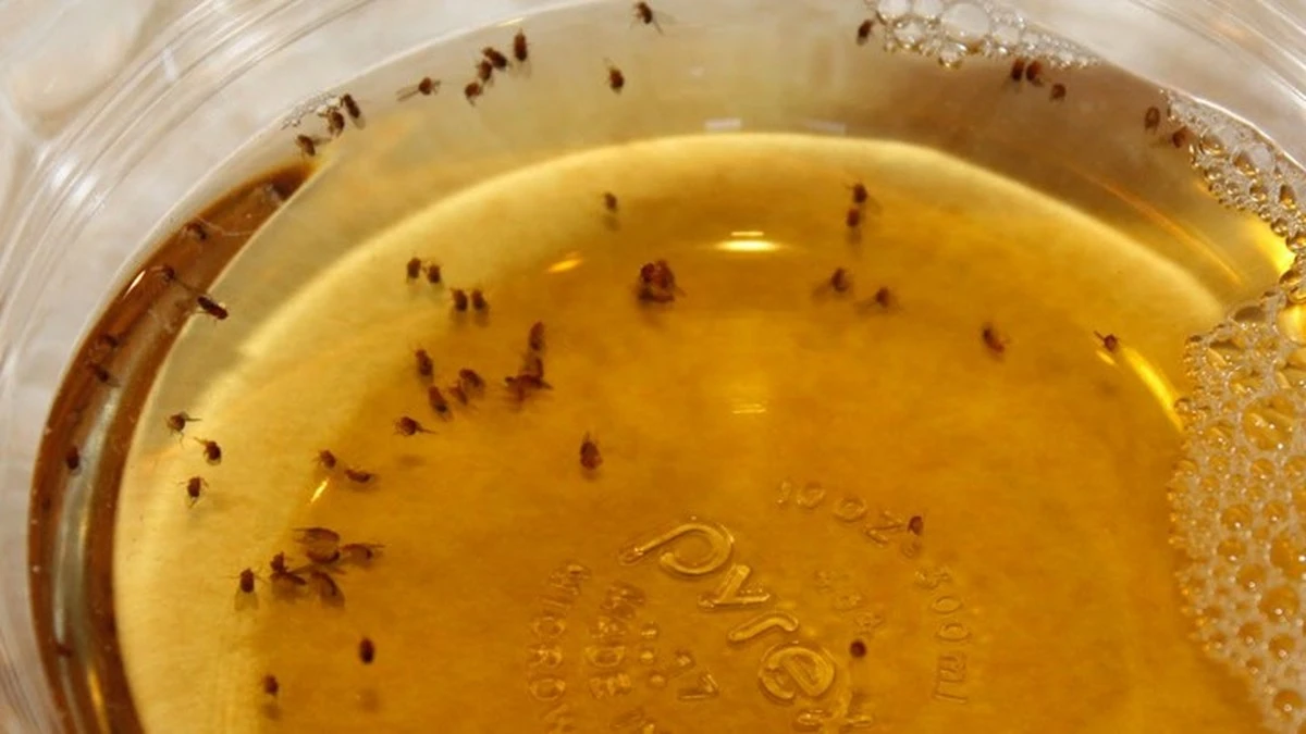 De bruine drab in je filter: stop fruitvliegjes in 2 tellen - image 1