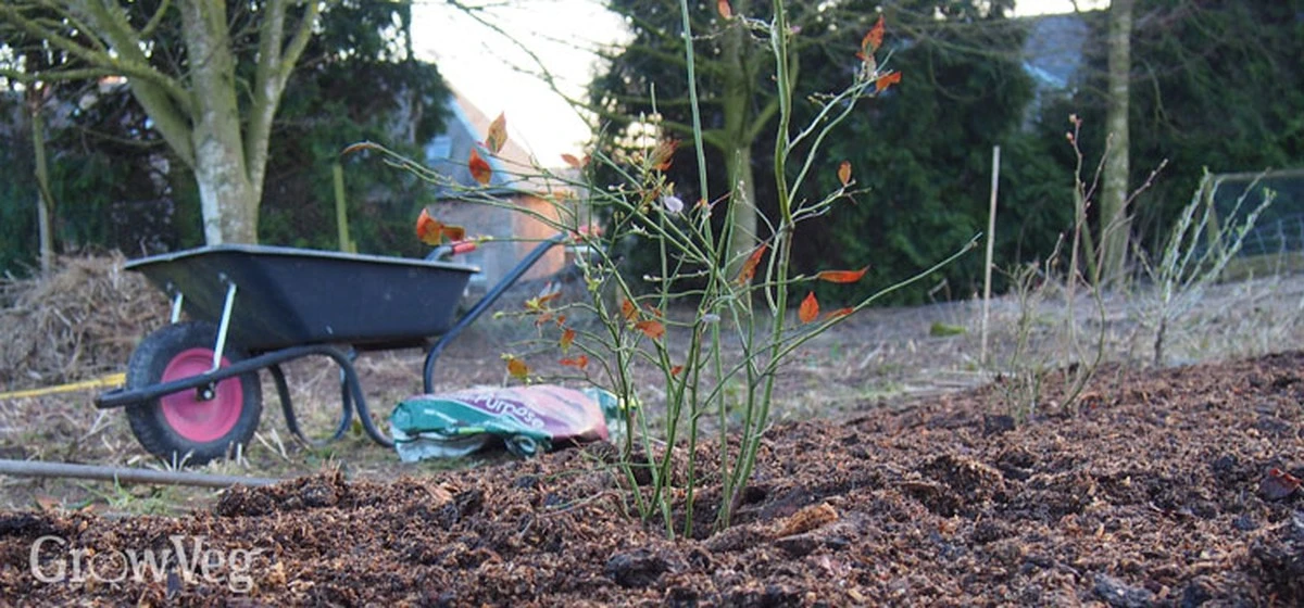 Sla de oogst in 2026 niet over: 7 vitale tuinacties voor februari - image 1