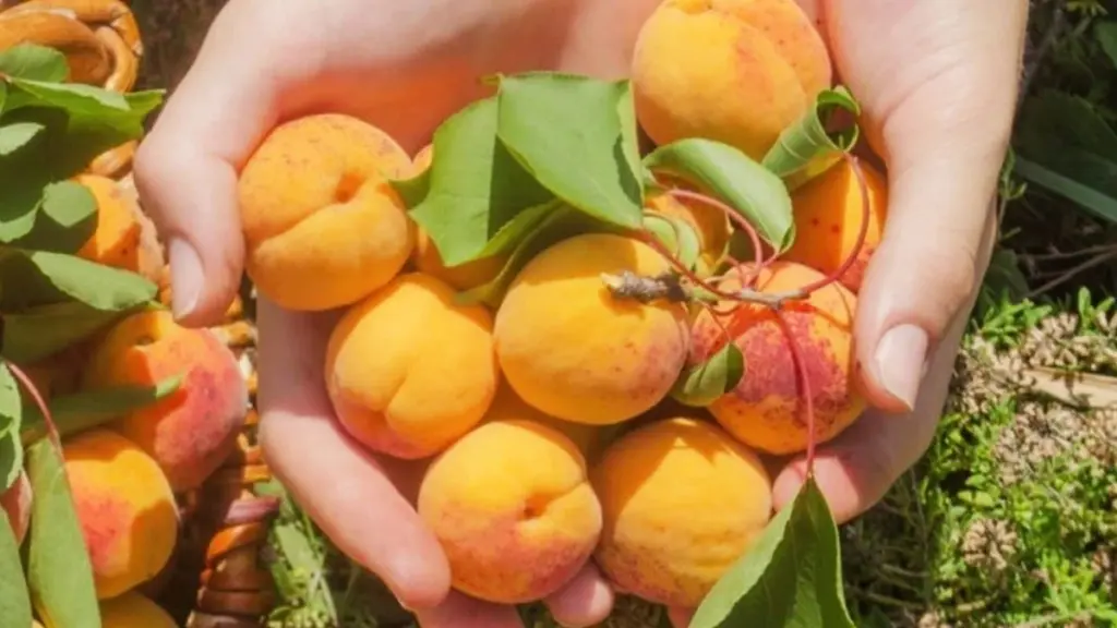 Waarom de inwoners van deze afgelegen vallei elke dag dezelfde oranje vrucht eten