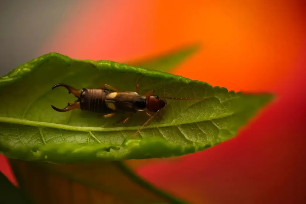 Waarom die angstaanjagende oorwormen plotseling je huis binnenkomen