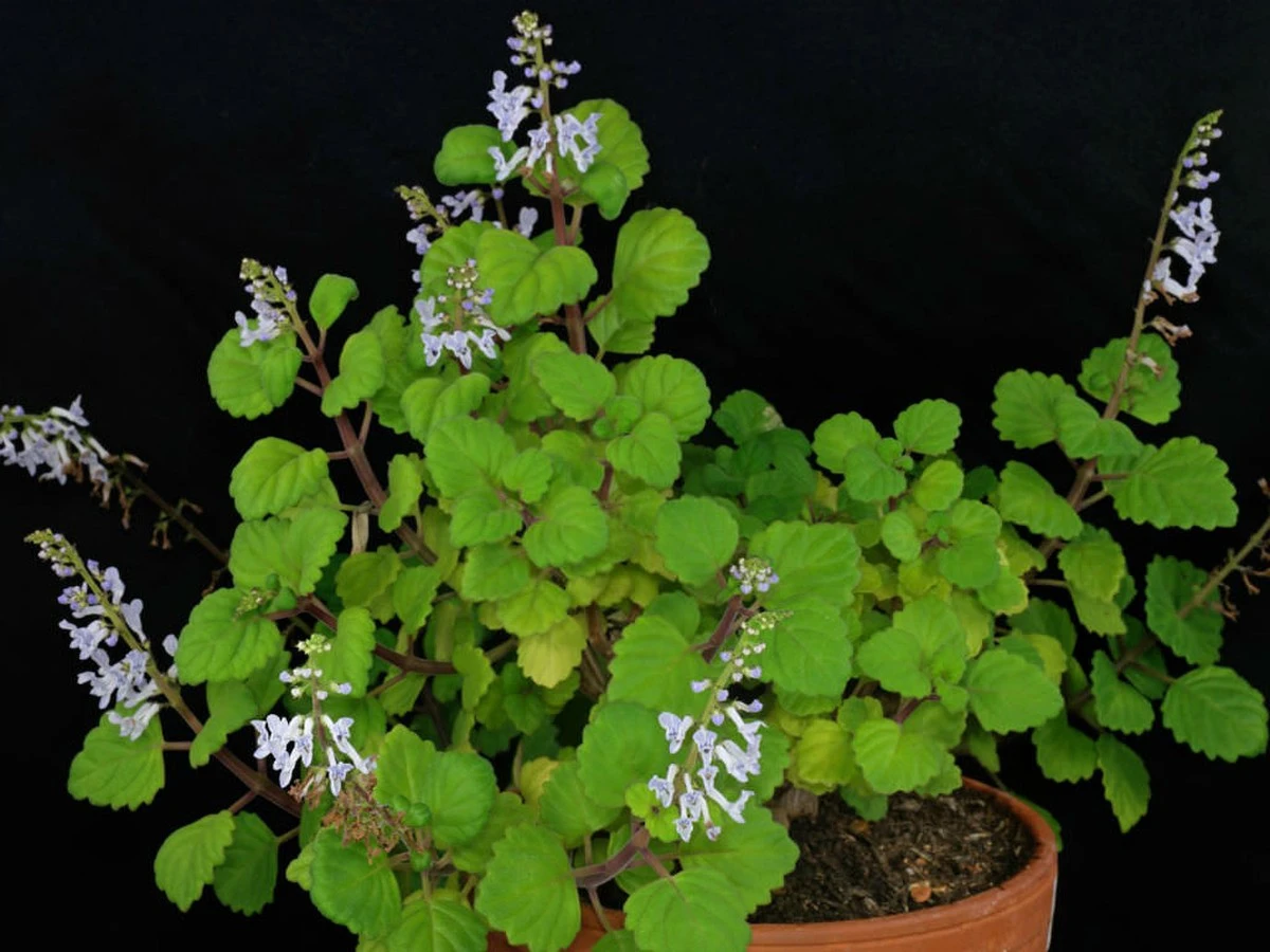 Waarom ervaren plantenliefhebbers altijd hun 