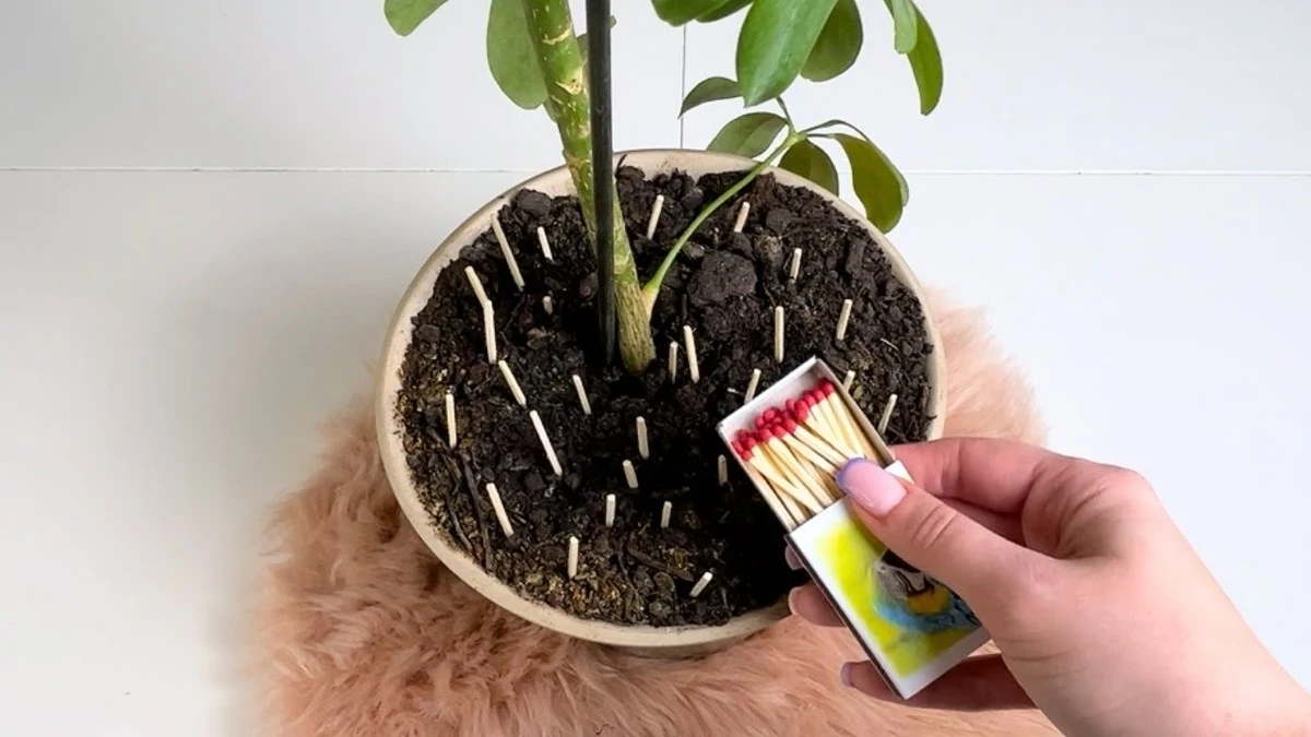 Waarom ervaren plantenliefhebbers tegenwoordig lucifers in hun bloempotten steken - image 1