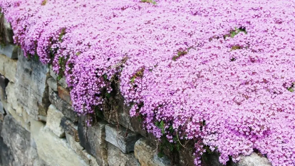 Waarom ervaren tuiniers massaal een laagje mosachtige vaste planten tussen hun tegels planten