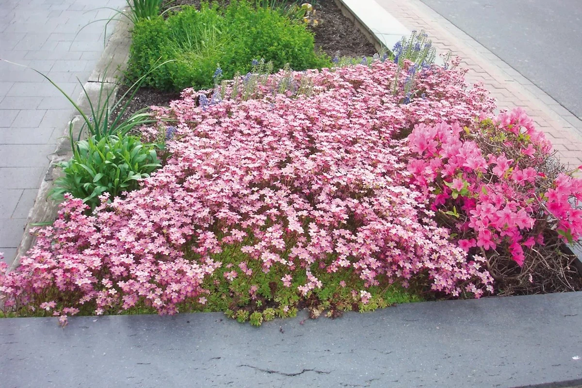 Waarom ervaren tuiniers massaal een laagje mosachtige vaste planten tussen hun tegels planten - image 1