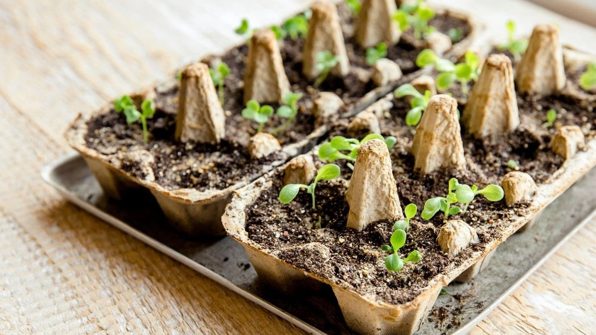 Waarom ervaren tuiniers in februari al eierdozen op de vensterbank zetten - image 1