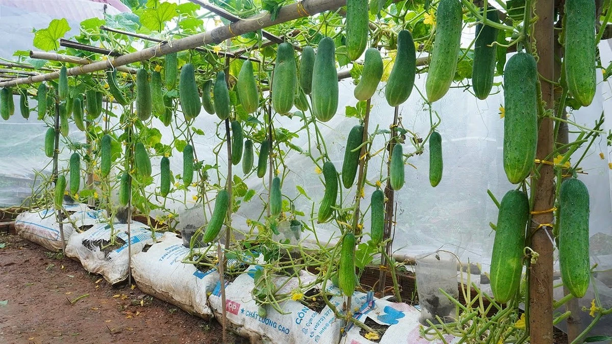 Waarom ervaren tuiniers nooit aardappelen naast hun komkommers planten - image 1