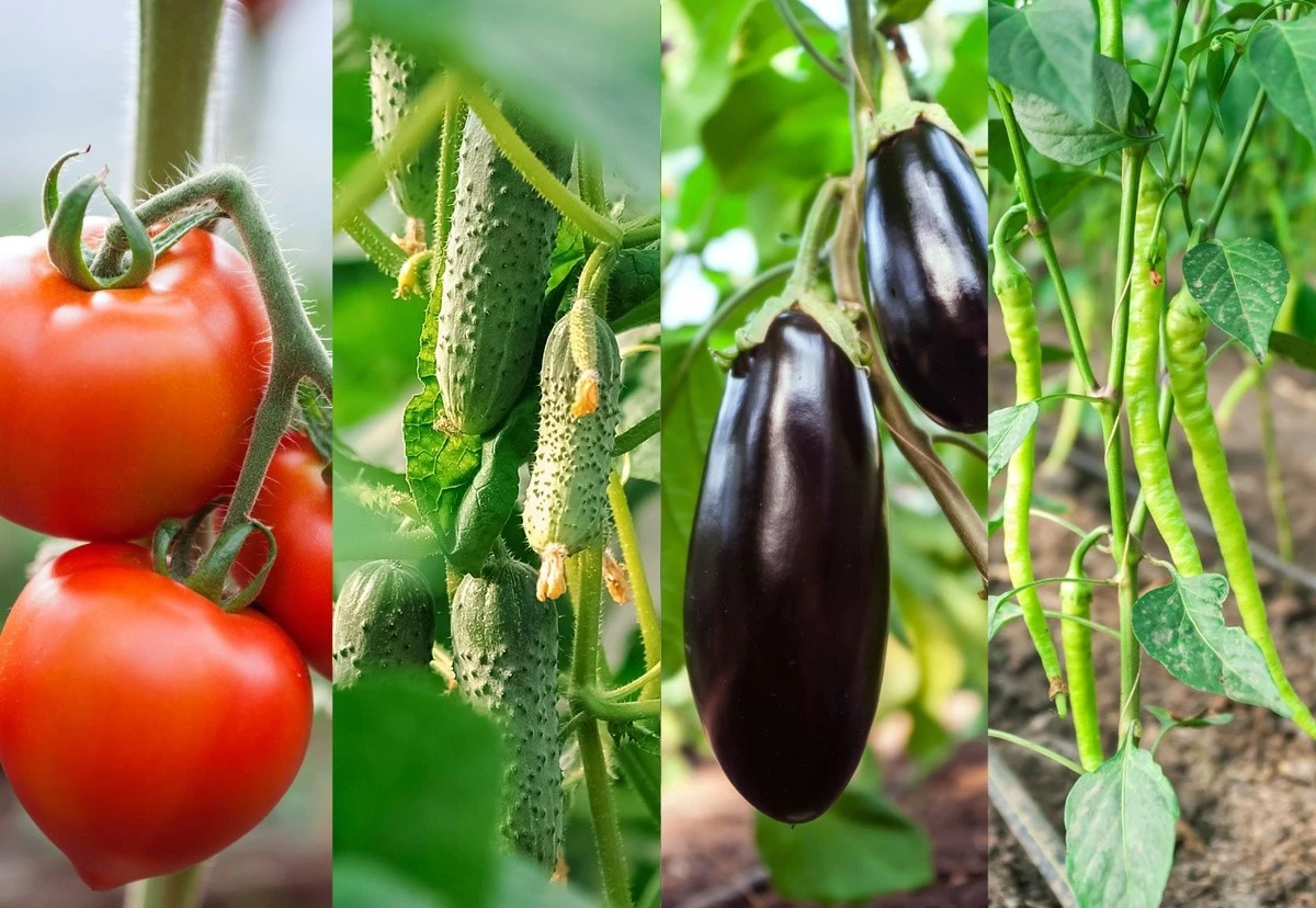 Waarom ervaren tuiniers nooit aardappelen naast hun aubergines planten - image 1