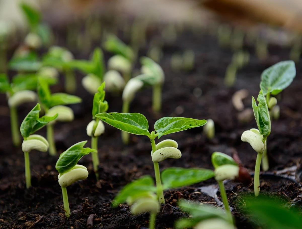 Waarom ervaren tuiniers altijd bonen planten op de plek waar tomaten stonden - image 1