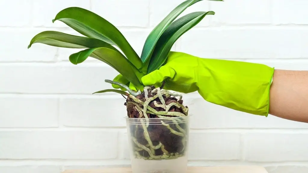 Waarom je de uitstekende wortels van je orchidee nooit zomaar moet afknippen