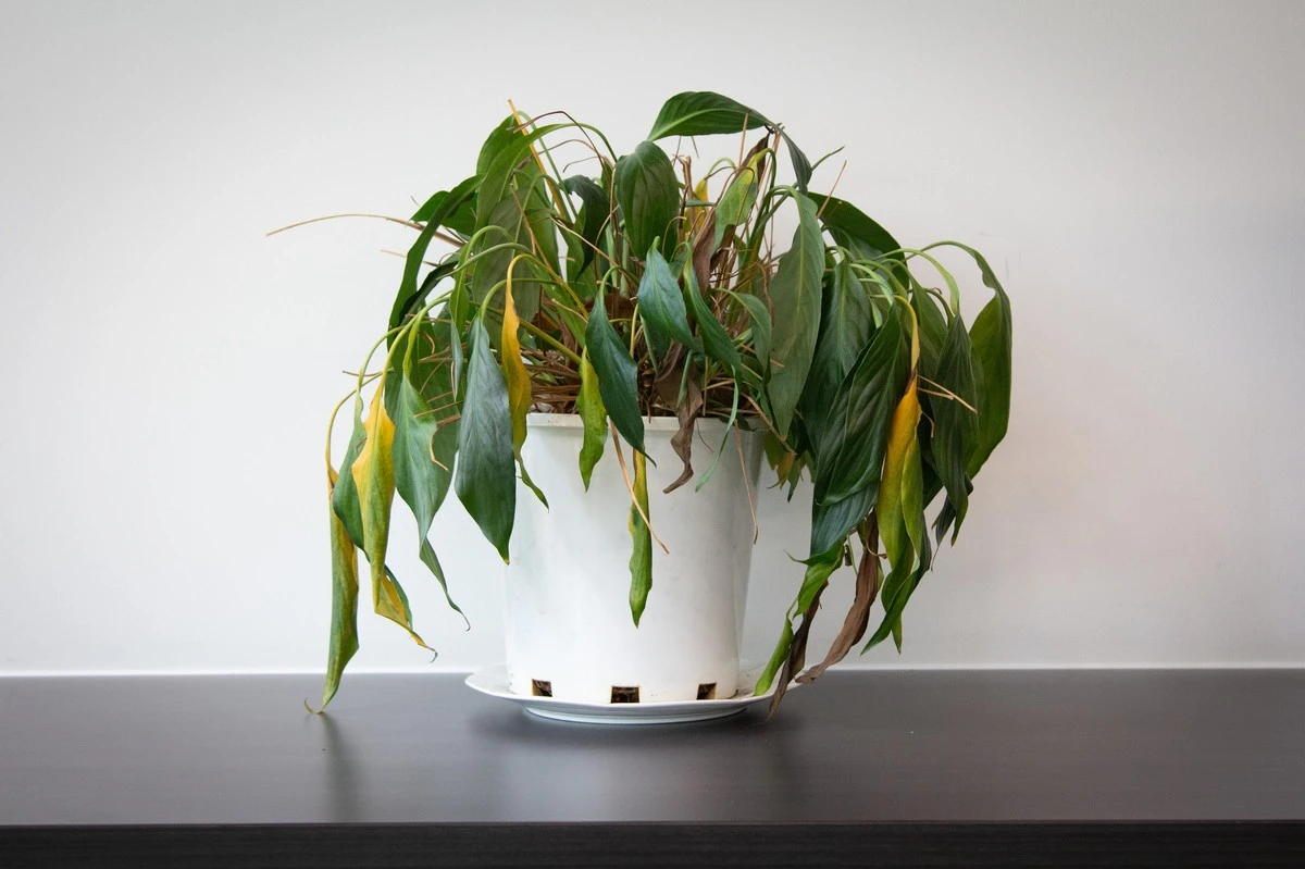 Waarom je een nieuwe kamerplant nooit direct moet verpotten - image 1
