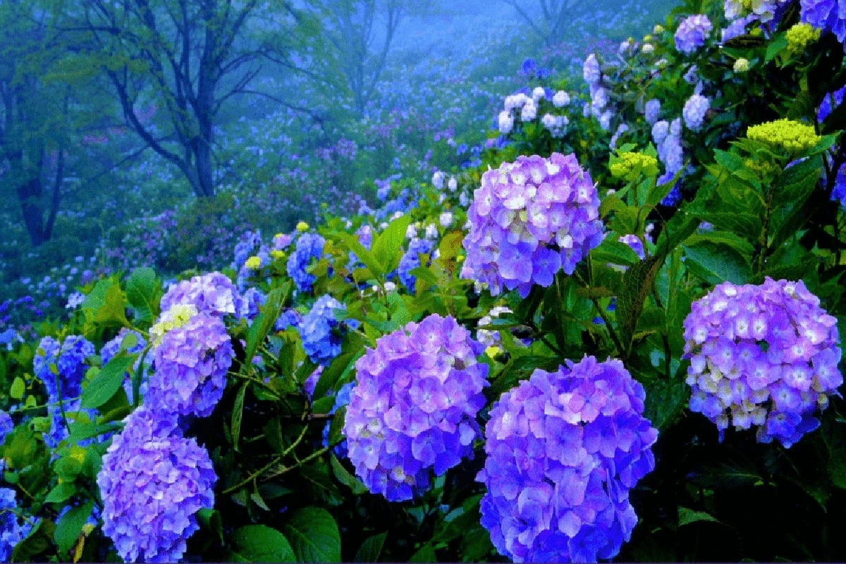 Waarom je hortensia’s niet bloeien: de reden zit vaak in een simpele snoeifout - image 1