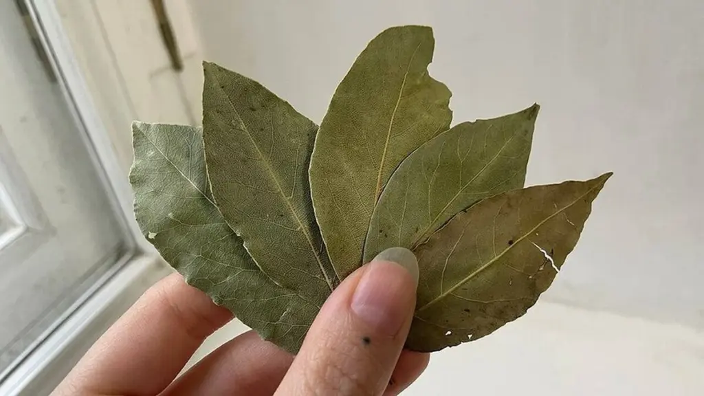 Waarom slimme huishoudens drie laurierblaadjes in de magnetron leggen