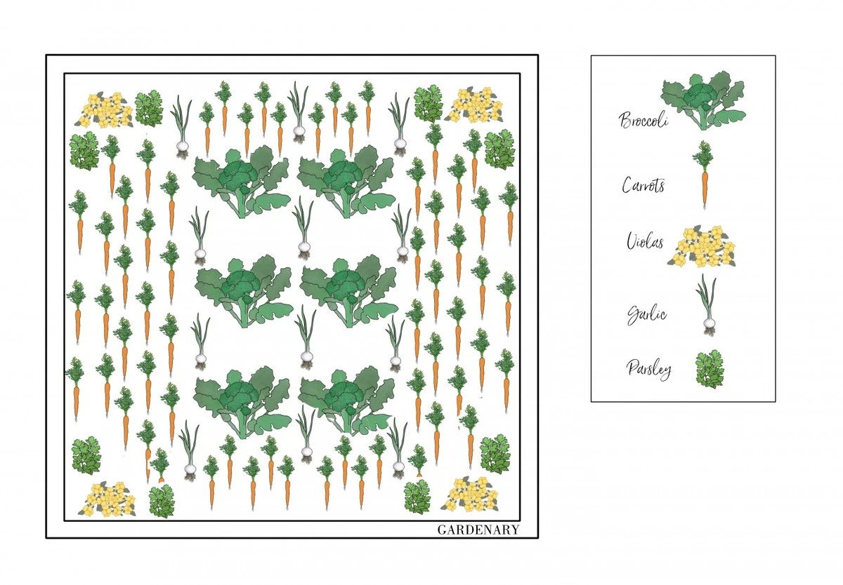 Waarom slimme tuiniers knoflook naast wortels planten: 3 bizarre voordelen - image 1