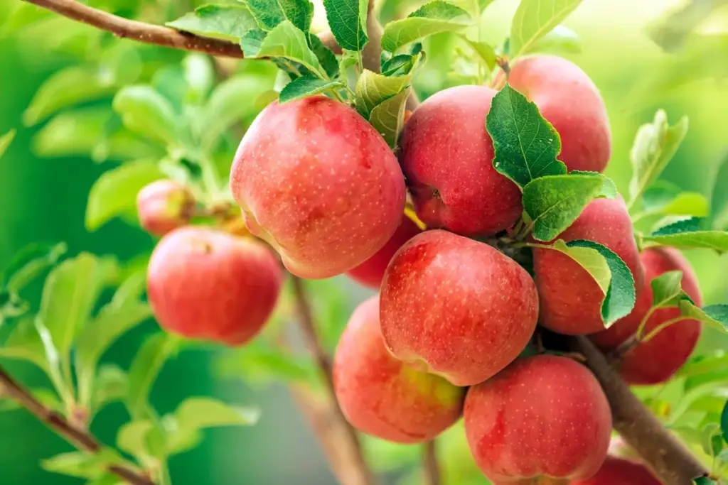 Waarom veel fruittelers in het voorjaar een scheutje ammoniak bij hun appelbomen gieten