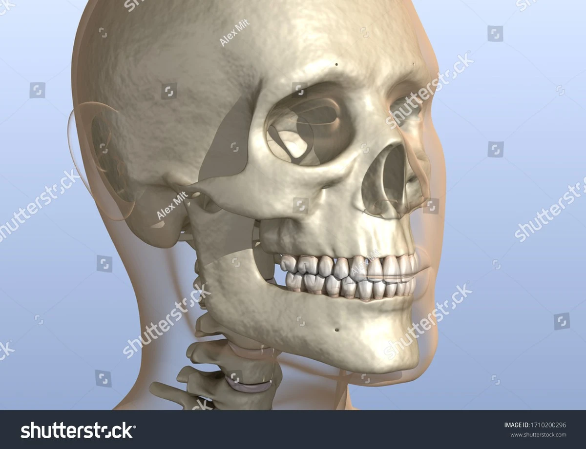 Waarom wij de enige wezens op aarde zijn met een kin - image 1