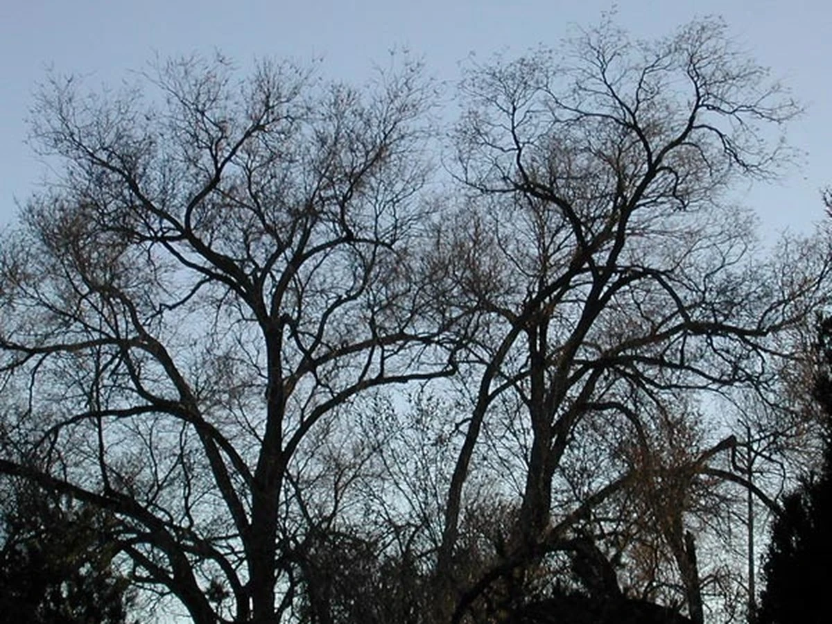 Waarom de beroemde boomformule van Leonardo da Vinci na 500 jaar niet blijkt te kloppen - image 1