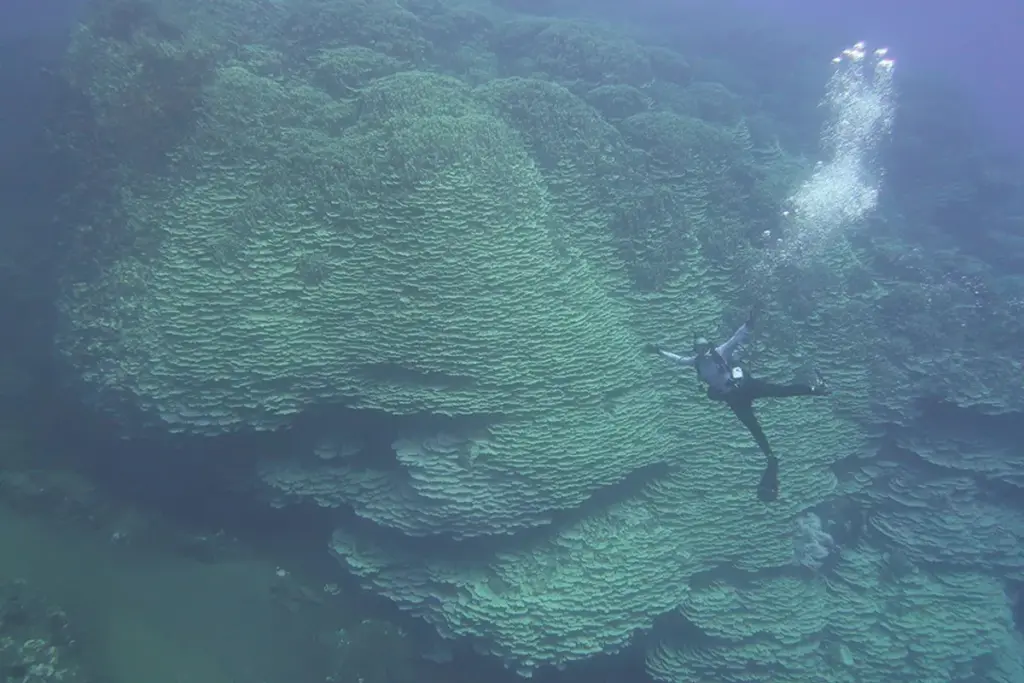 Waarom dit reusachtige koraal in een vulkaan al 2000 jaar weigert te sterven