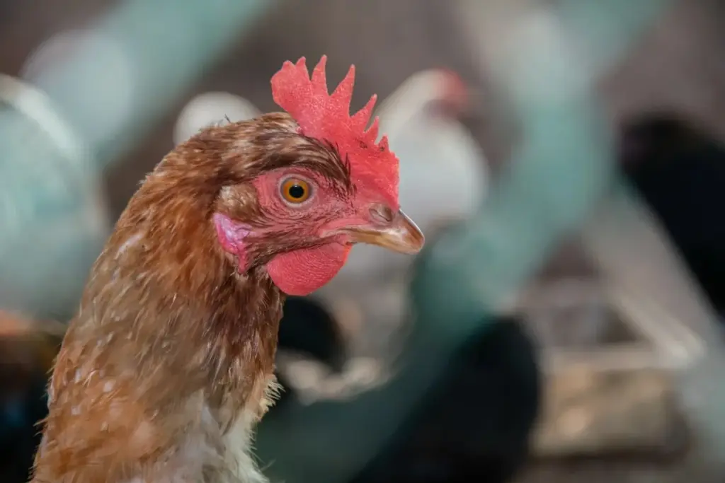 Waarom Duitse boeren na 30 jaar plotseling hun kippenhokken barricaderen