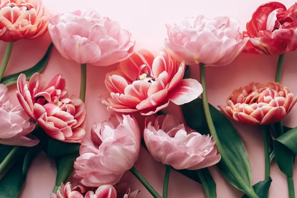 Waarom ervaren bloemisten nooit tulpen mengen met narcissen op 8 maart