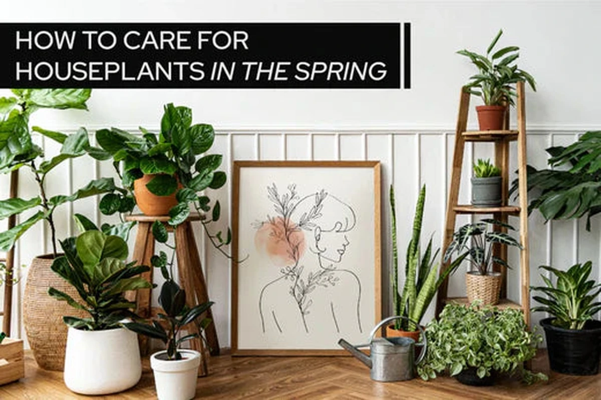 Waarom ervaren plantenliefhebbers in maart vaak problemen (en de simpele oplossing) - image 1