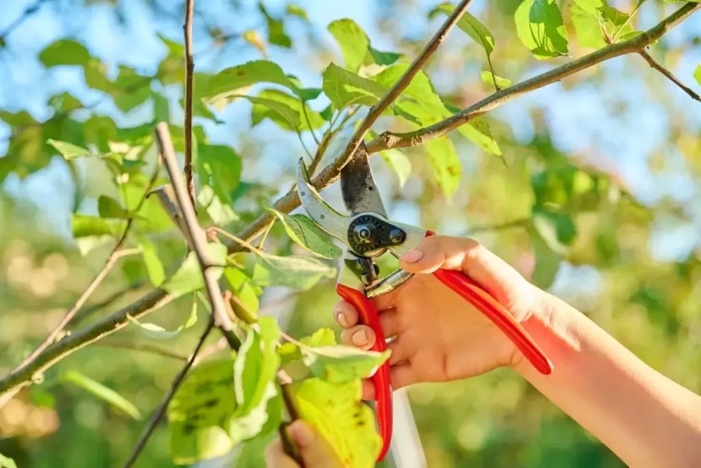 Waarom ervaren tuinders een spons onderin hun bloempotten leggen