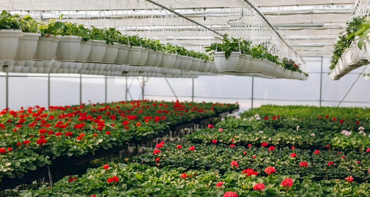 Waarom ervaren tuiniers nu al een pak wasmiddel in de kas zetten - image 1