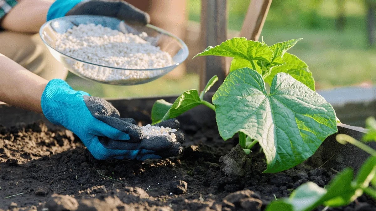 Waarom ervaren tuiniers altijd een handje uienschillen bij hun komkommers leggen - image 1
