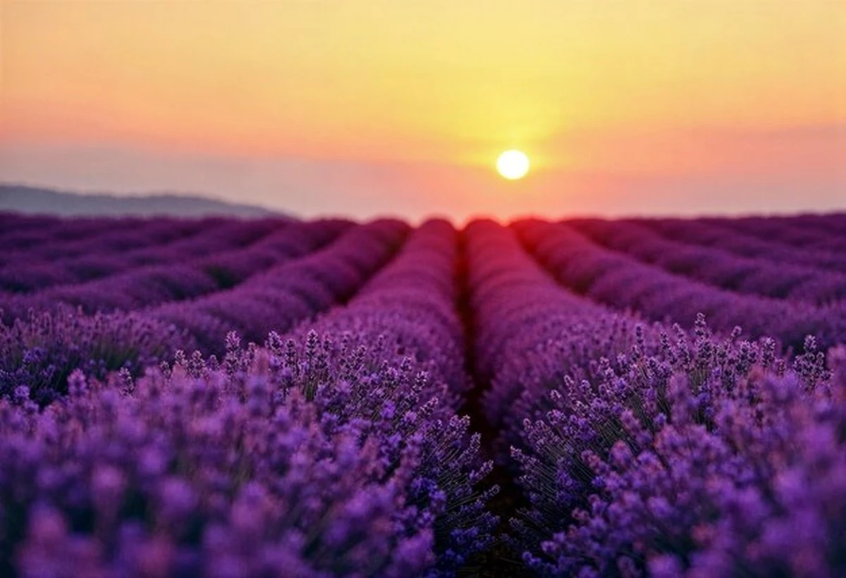 Waarom ervaren tuiniers in Nederland altijd een handje zand bij hun lavendel gooien - image 1