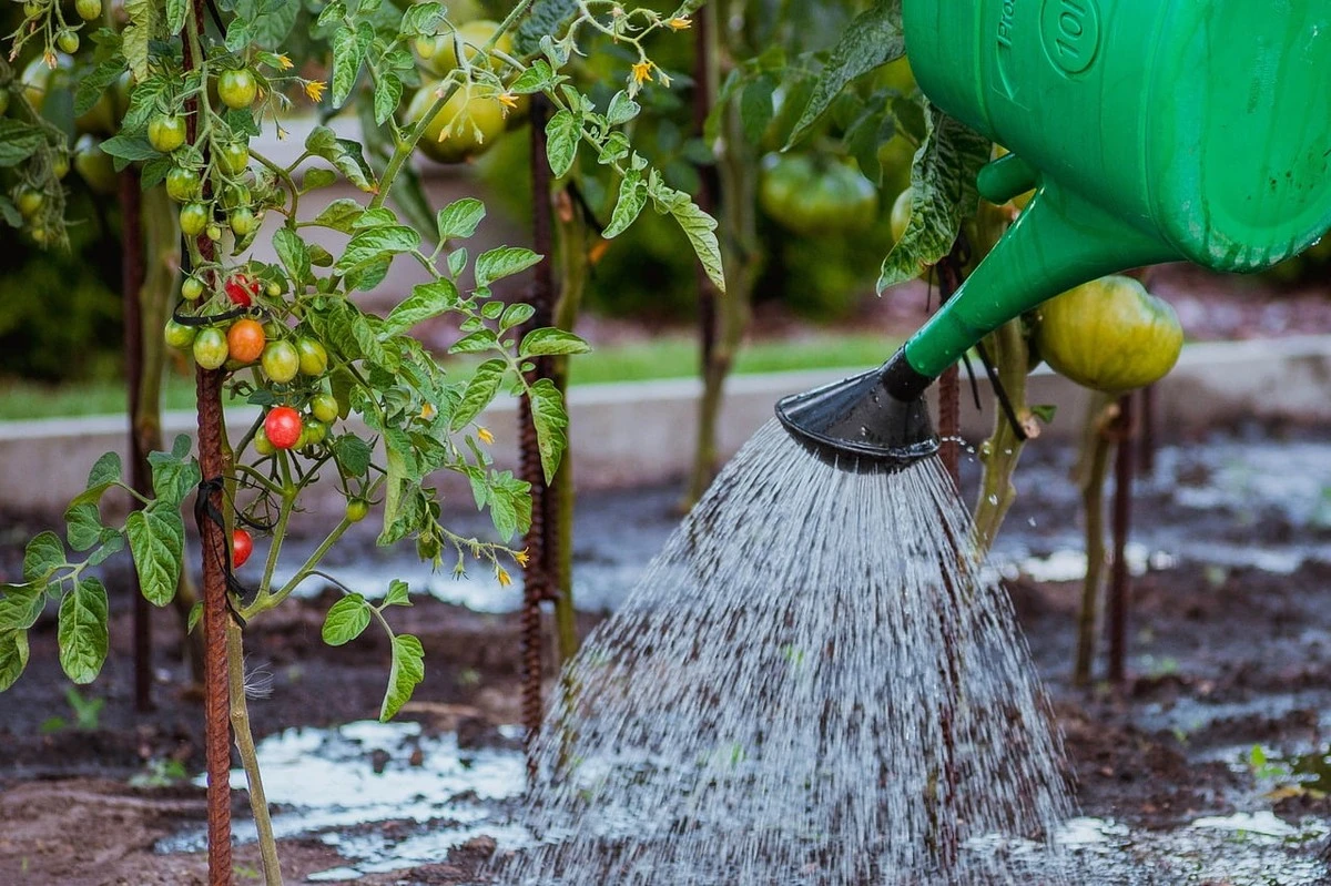 Waarom ervaren tuinders hun tomaten nooit meer 's avonds water geven - image 1