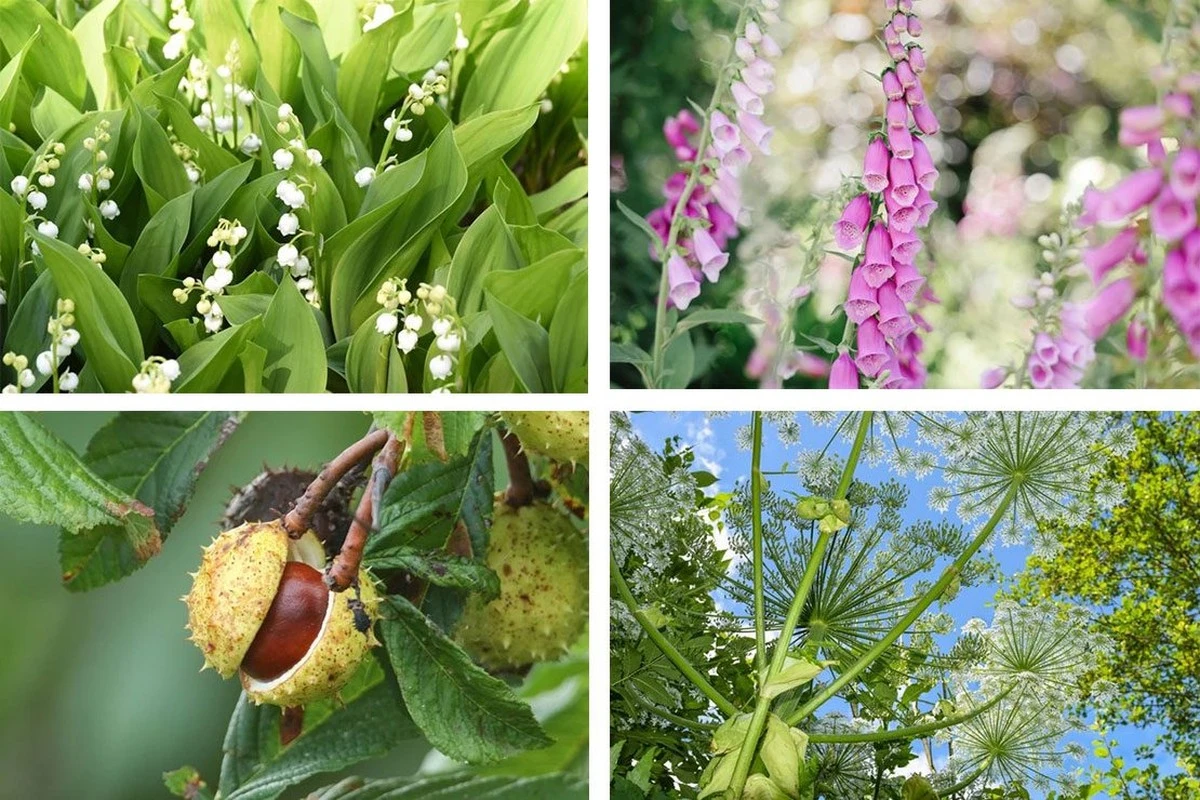 Waarom ervaren tuiniers deze vijf sierplanten liever niet in hun tuin hebben - image 1