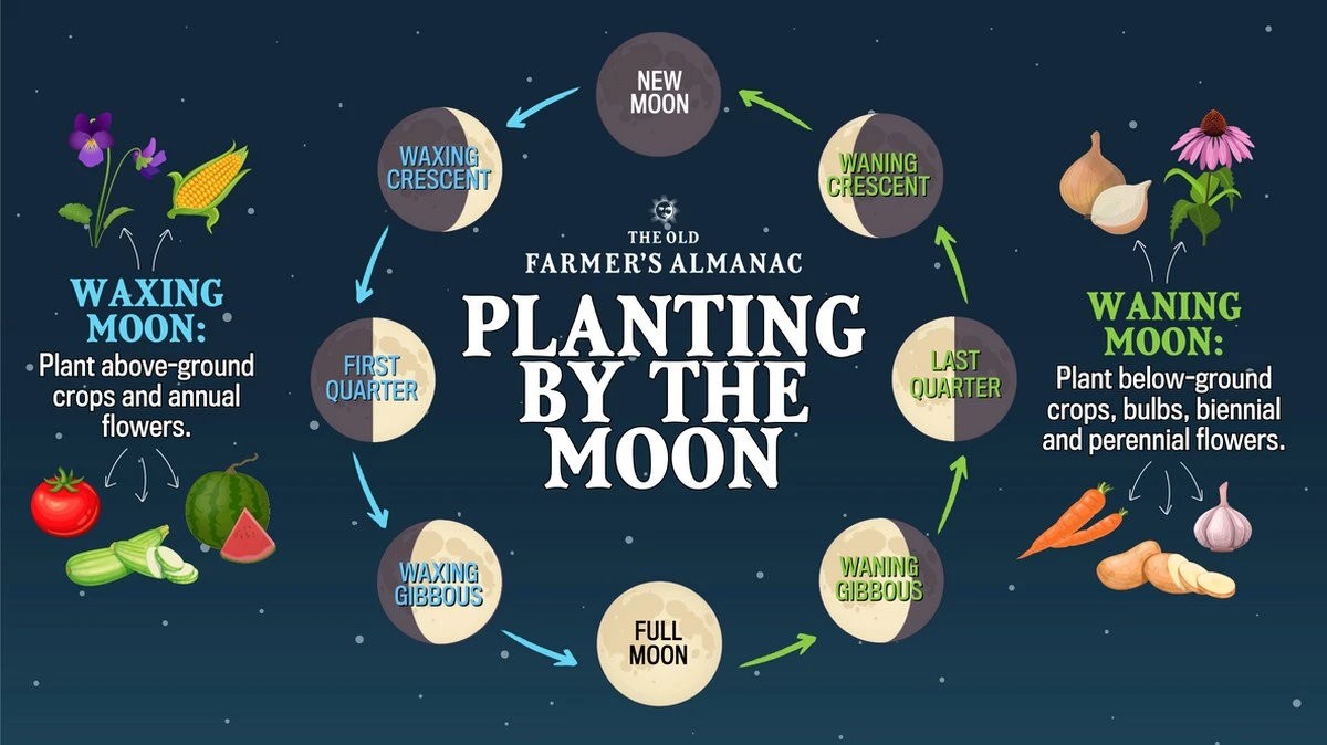 Waarom ervaren tuiniers in maart altijd een schepje zand in hun bloempotten doen - image 1