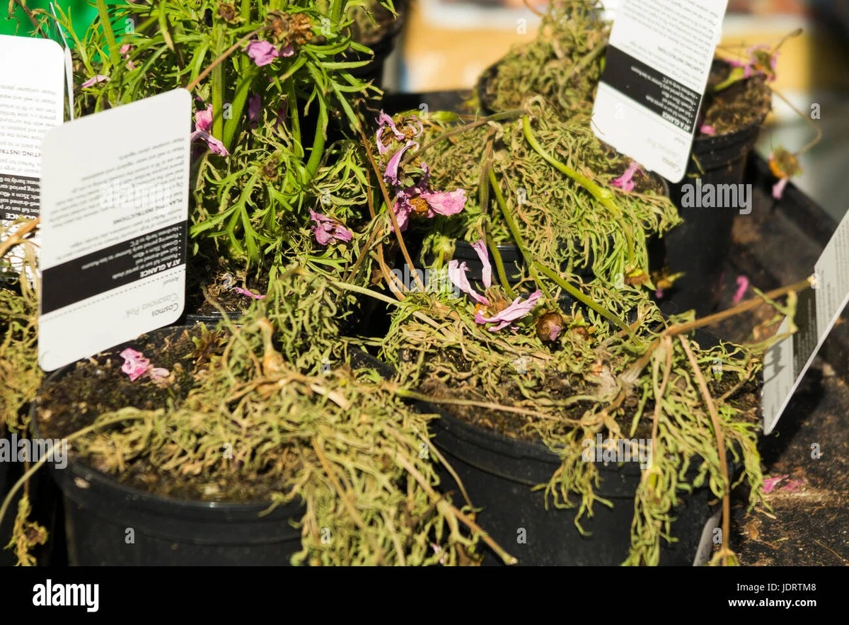 Waarom je die verleidelijke planten bij de supermarkt beter kunt laten staan - image 1