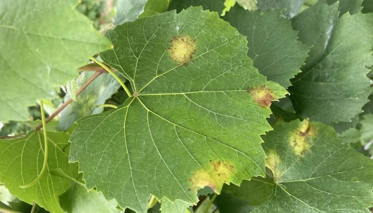 Waarom je druivenstruik ondanks alle zorg toch kan afsterven: drie cruciale fouten - image 1