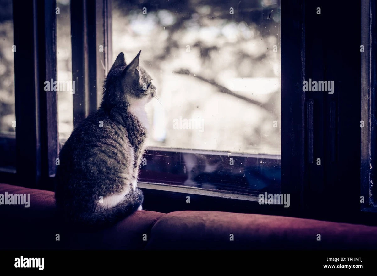 Waarom je een kat in Zweden nooit langer dan twaalf uur alleen mag laten - image 1