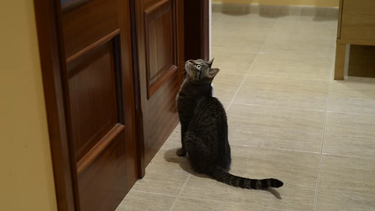 Waarom je kat al bij de deur staat voordat je de sleutel in het slot steekt - image 1