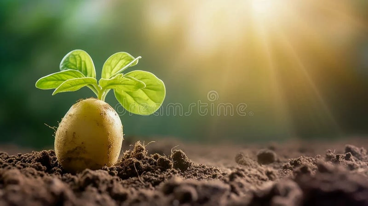 Waarom sommige tuiniers hun aardappelen in het licht leggen (en wanneer dat juist fout gaat) - image 1